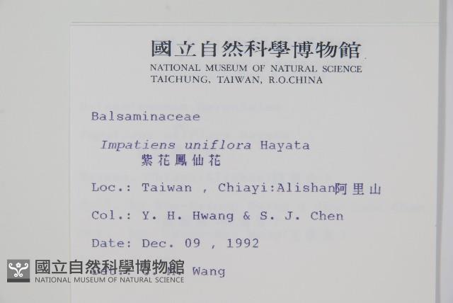 紫花鳳仙花藏品圖，第2張