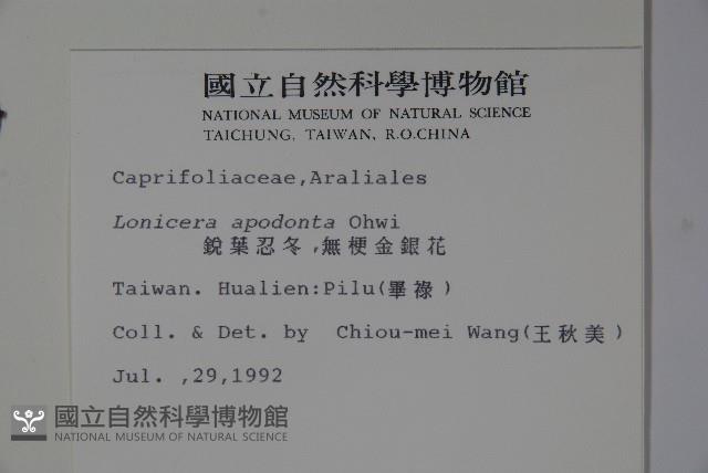 無梗忍冬藏品圖，第2張