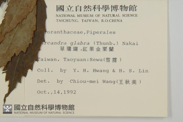 草珊瑚、紅果金粟蘭藏品圖，第2張