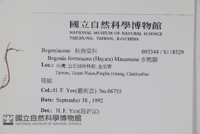 水鴨腳藏品圖，第2張