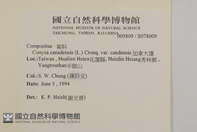 加拿大蓬藏品圖，第2張