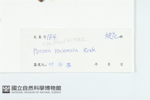 飛蛾藤藏品圖，第3張