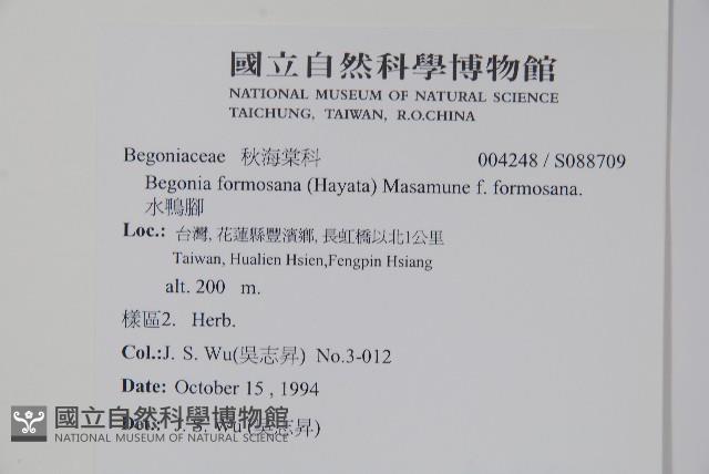 水鴨腳藏品圖，第2張