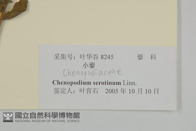 小葉藜藏品圖，第3張