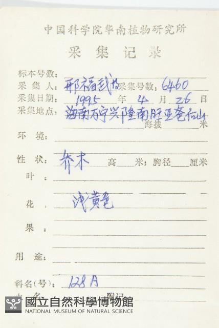 杜英、山杜英、蘭嶼杜英藏品圖，第2張