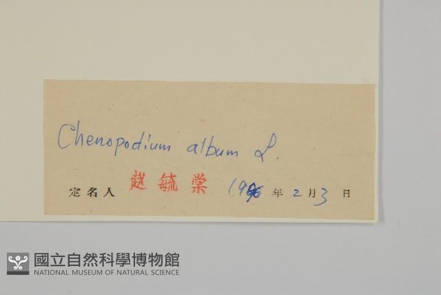 藜、灰藜藏品圖，第3張