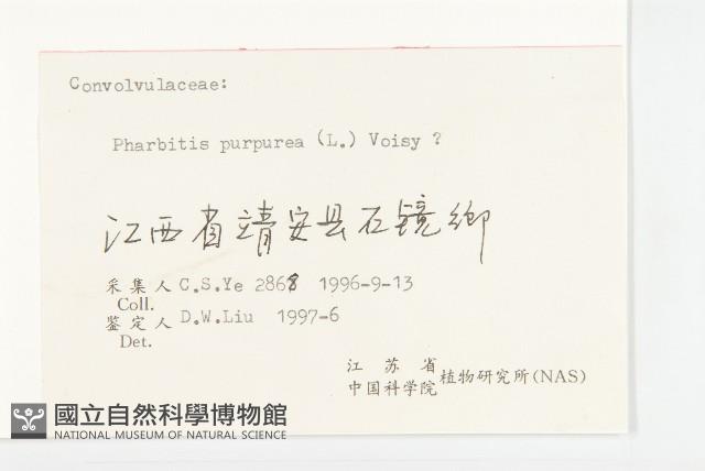 圓葉牽牛藏品圖，第3張