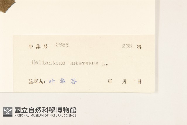 塊根向日葵藏品圖，第3張