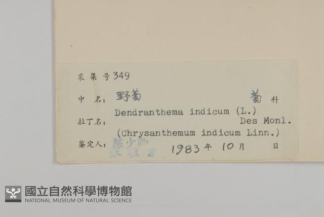 油菊、野菊藏品圖，第3張