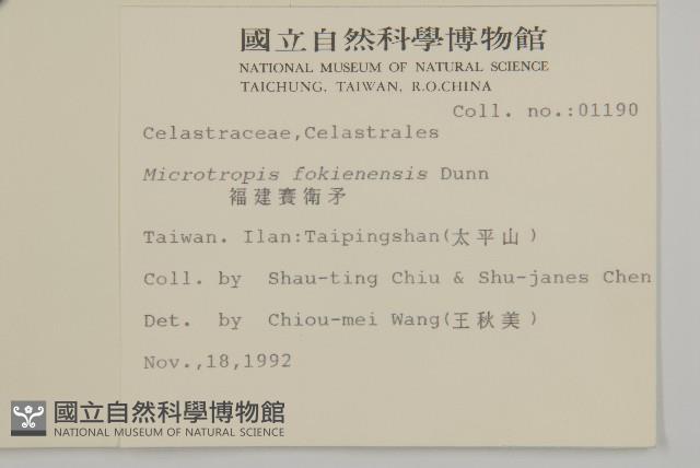 福建賽衛矛、福建假衛矛藏品圖，第2張