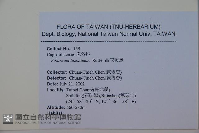 呂宋莢迷藏品圖，第2張