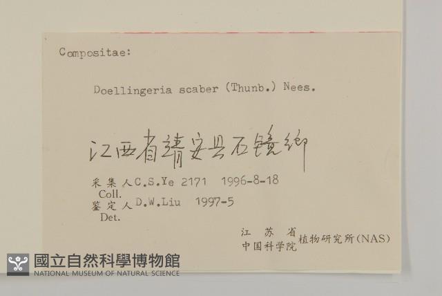 東風菜藏品圖，第3張