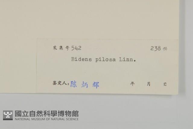 白花鬼針藏品圖，第3張