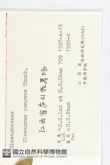 胡頹子藏品圖，第3張