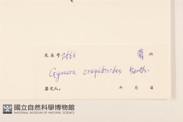 野茼蒿藏品圖，第3張