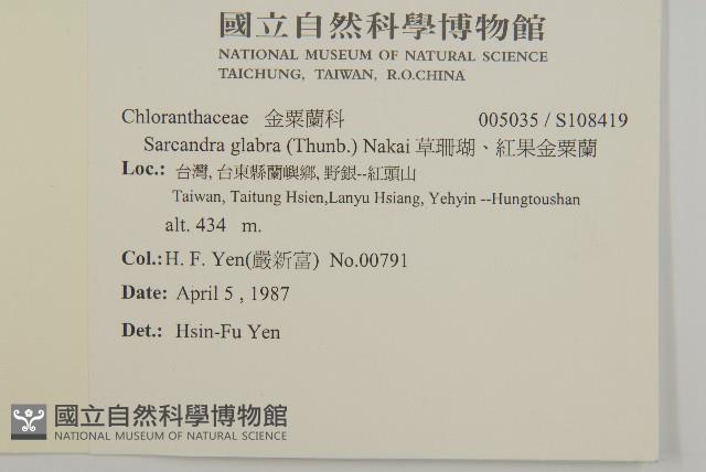 草珊瑚、紅果金粟蘭藏品圖，第2張