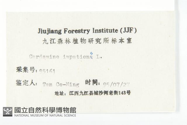 水花菜藏品圖，第3張