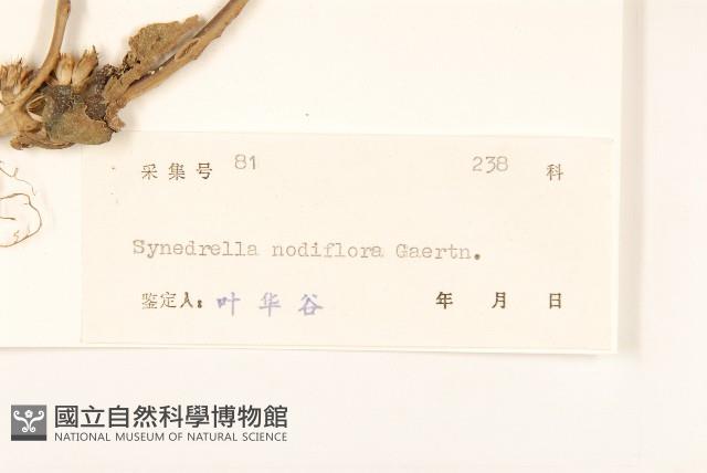 金腰箭藏品圖，第3張