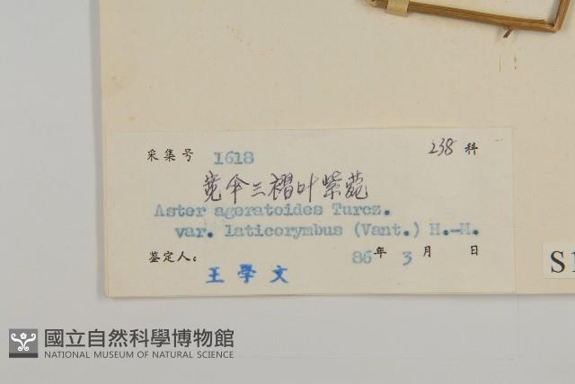 寬傘三褶葉紫菀藏品圖，第3張