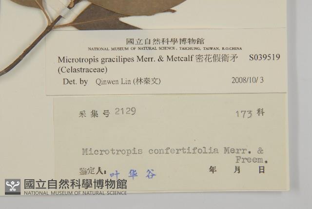 密花假衛矛藏品圖，第3張