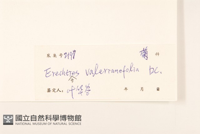 飛機草藏品圖，第3張