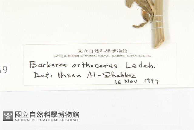 山芥菜藏品圖，第3張