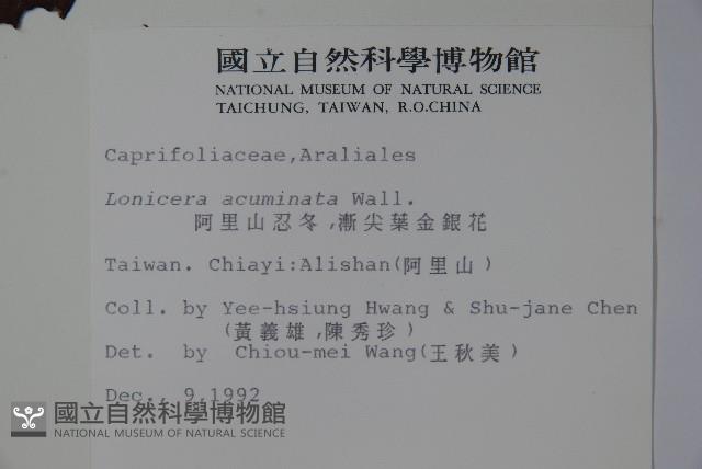 阿里山忍冬、漸尖葉忍冬藏品圖，第2張