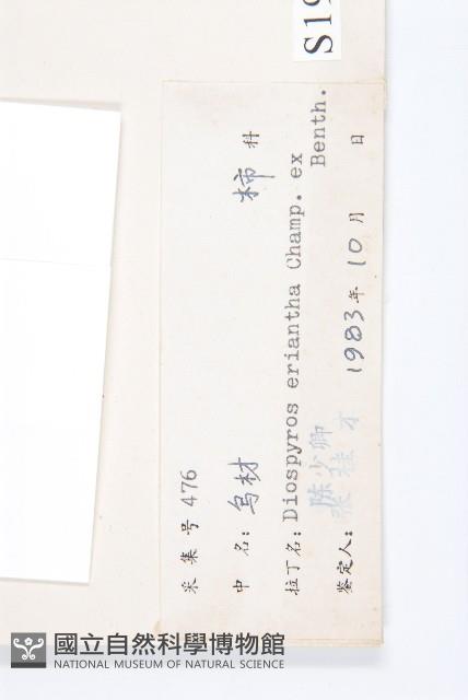 軟毛柿藏品圖，第3張