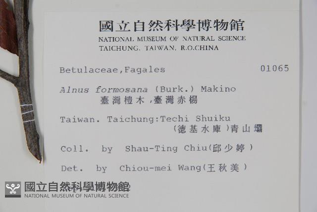 臺灣赤楊、臺灣榿木藏品圖，第2張