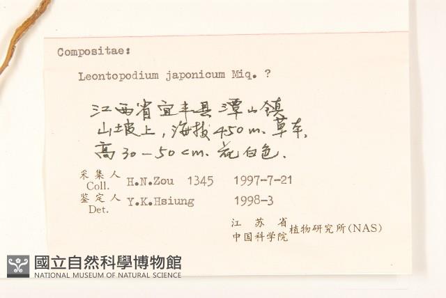 薄雪火絨草藏品圖，第3張