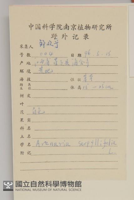 無心菜、鵝不食草藏品圖，第3張