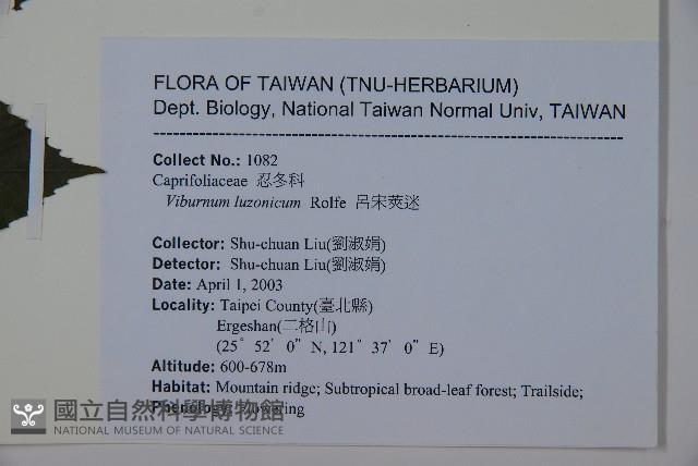 呂宋莢迷藏品圖，第2張