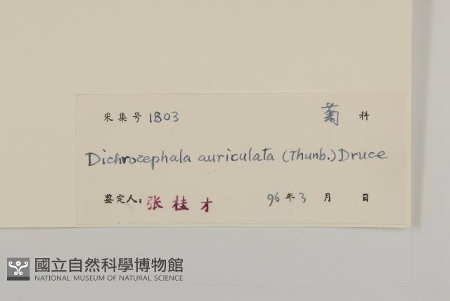 魚眼菊藏品圖，第3張