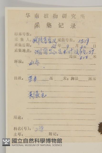 牡蒿藏品圖，第2張