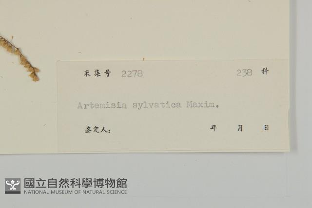 林艾蒿藏品圖，第3張