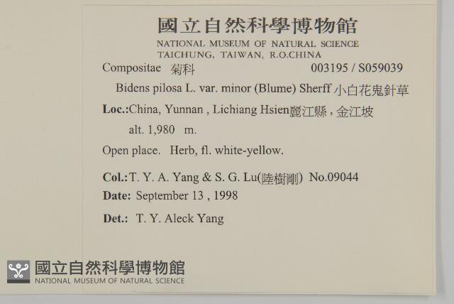 小白花鬼針藏品圖，第2張