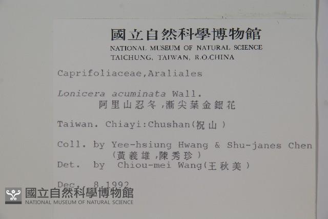 阿里山忍冬、漸尖葉忍冬藏品圖，第2張