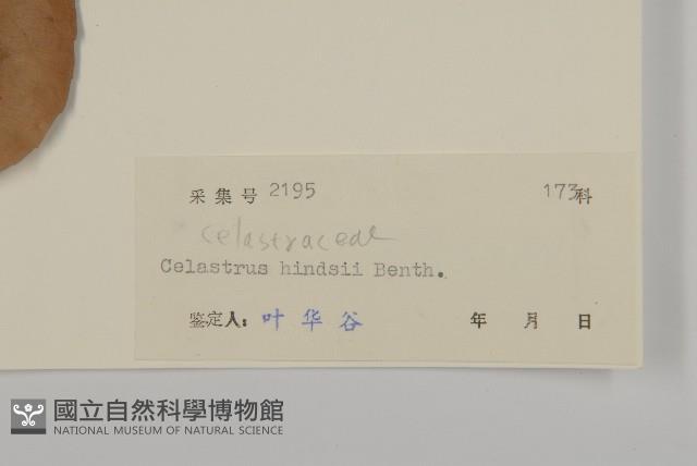 南華南蛇藤，青江藤藏品圖，第3張
