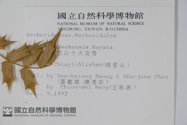 阿里山十大功勞藏品圖，第2張