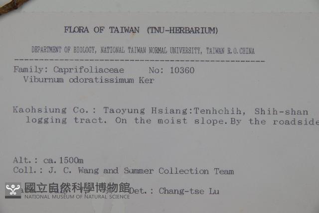 珊瑚樹藏品圖，第2張