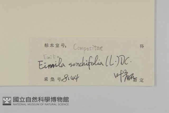 紫背草藏品圖，第3張