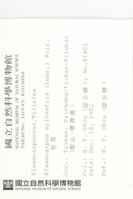 杜英、山杜英、蘭嶼杜英藏品圖，第2張