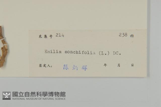 紫背草藏品圖，第3張