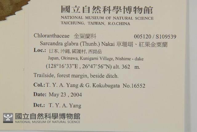 草珊瑚、紅果金粟蘭藏品圖，第2張