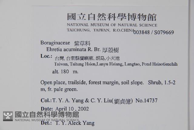 厚殼樹藏品圖，第2張