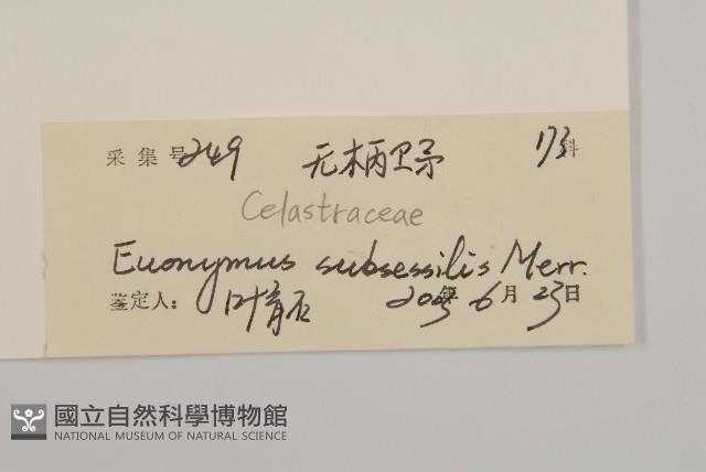 無柄衛矛藏品圖，第3張