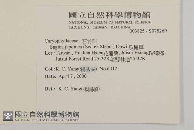 瓜槌草、漆姑草藏品圖，第2張