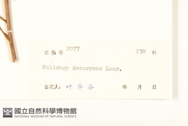 一枝黃花藏品圖，第3張