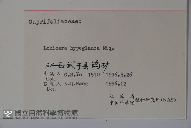 裡白忍冬、紅腺忍冬藏品圖，第2張