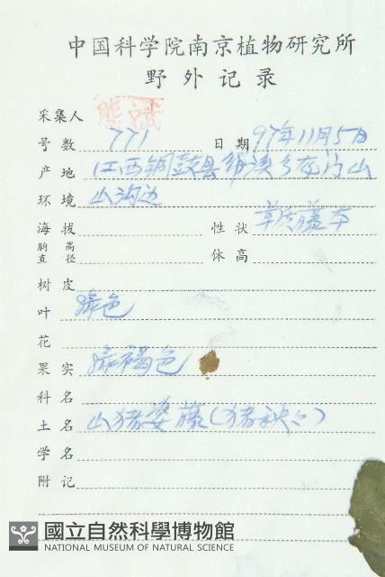 絞股藍藏品圖，第2張